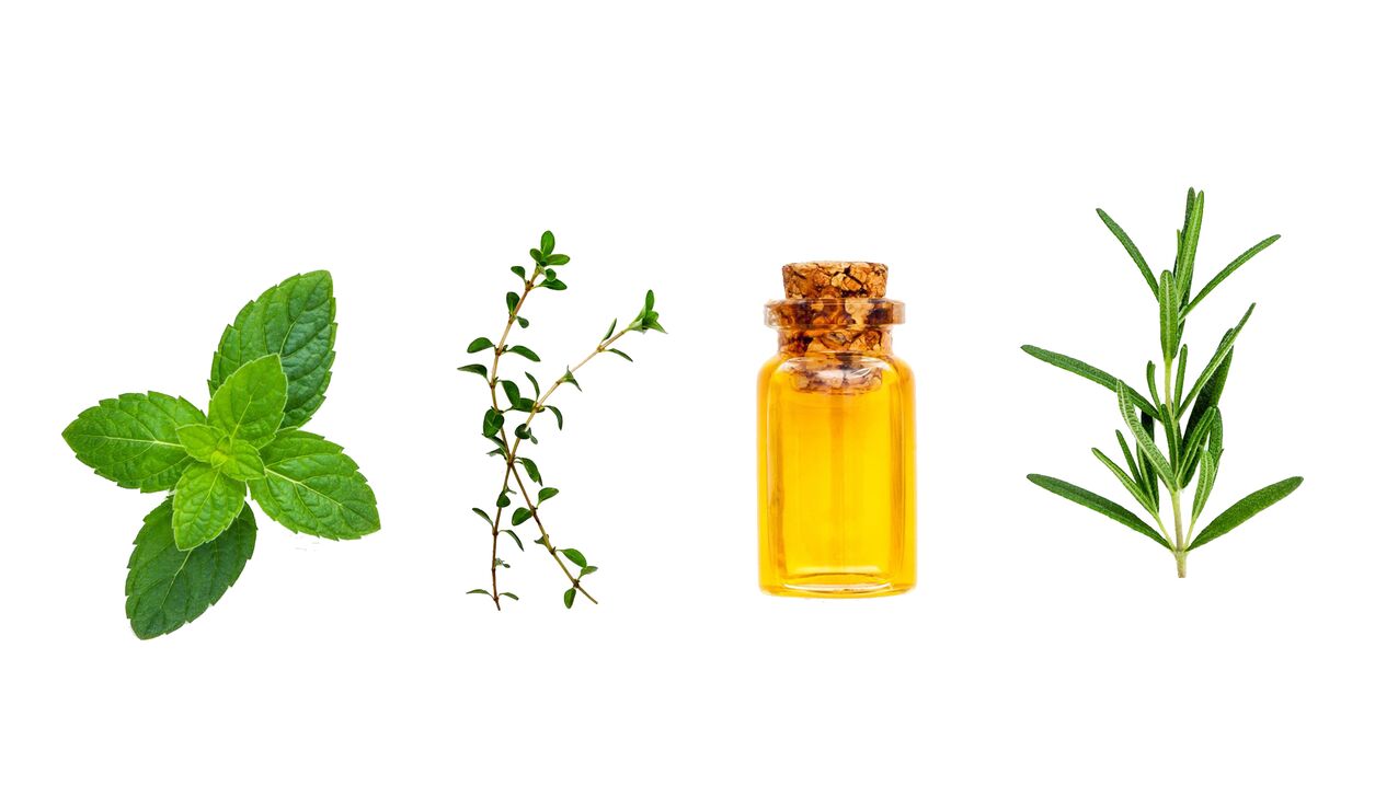 peppermint, cinnamon and eucalyptus essential oils